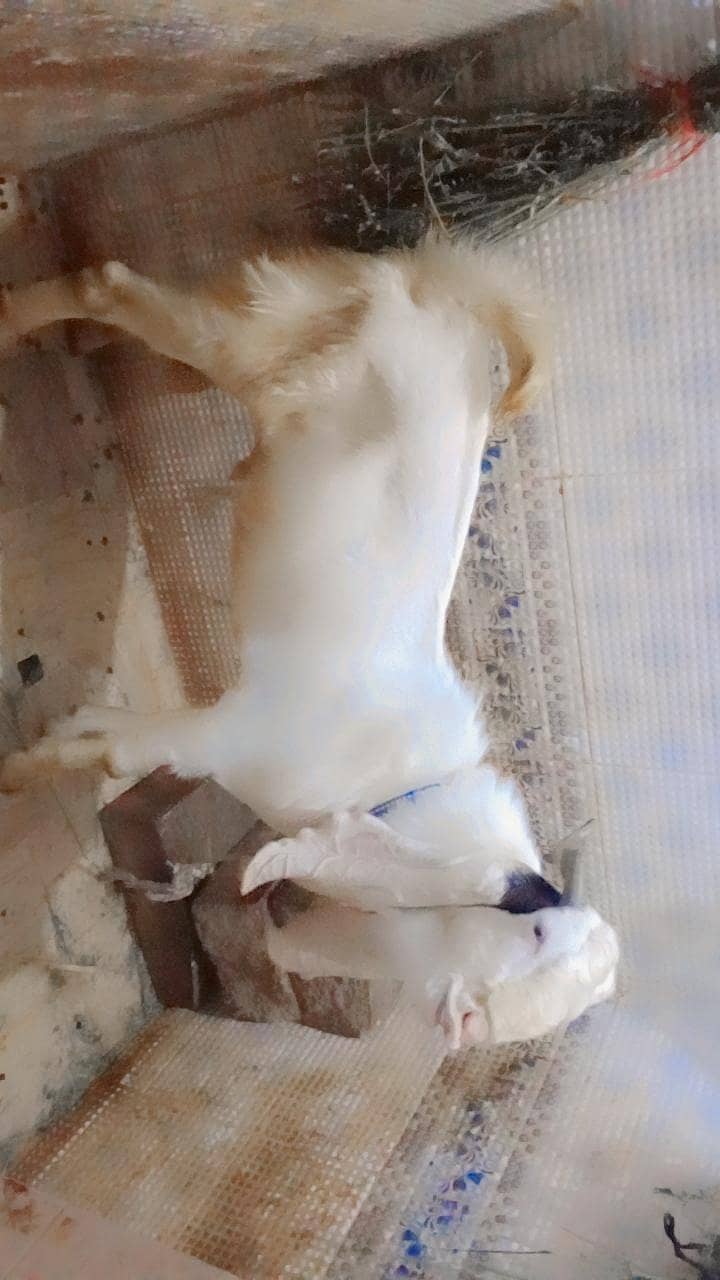 Breeder Bakra 1
