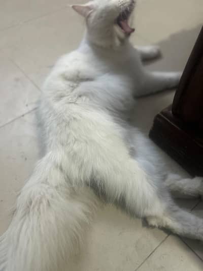 Persian male 03093346966