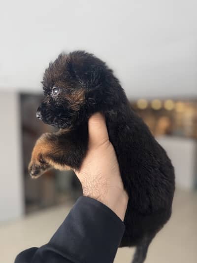 German Shepherd (GSD) Puppies for Sale | Black & Black Tan | Long Coat