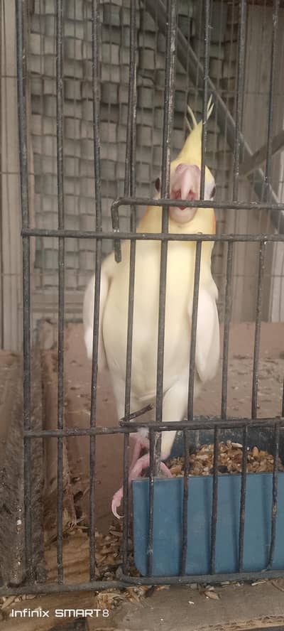 cocktail breeder pair