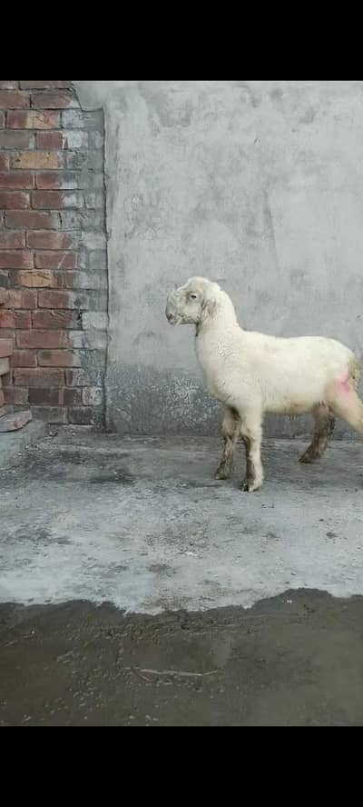 2 kakka Billa gulabi bacha 2027 ki qurbani 03276589718