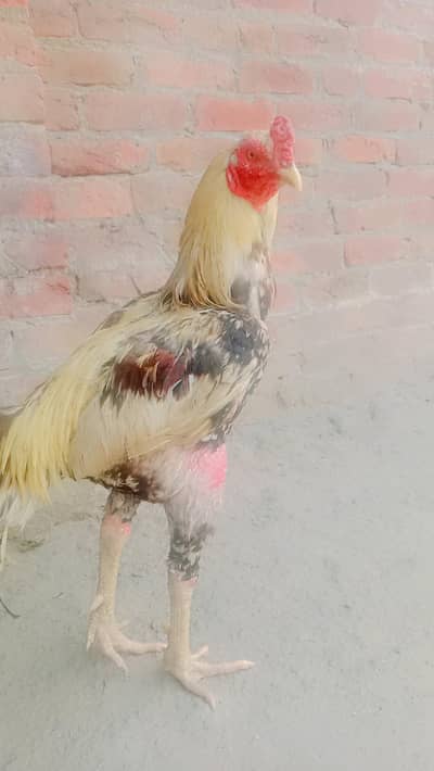 pasrur