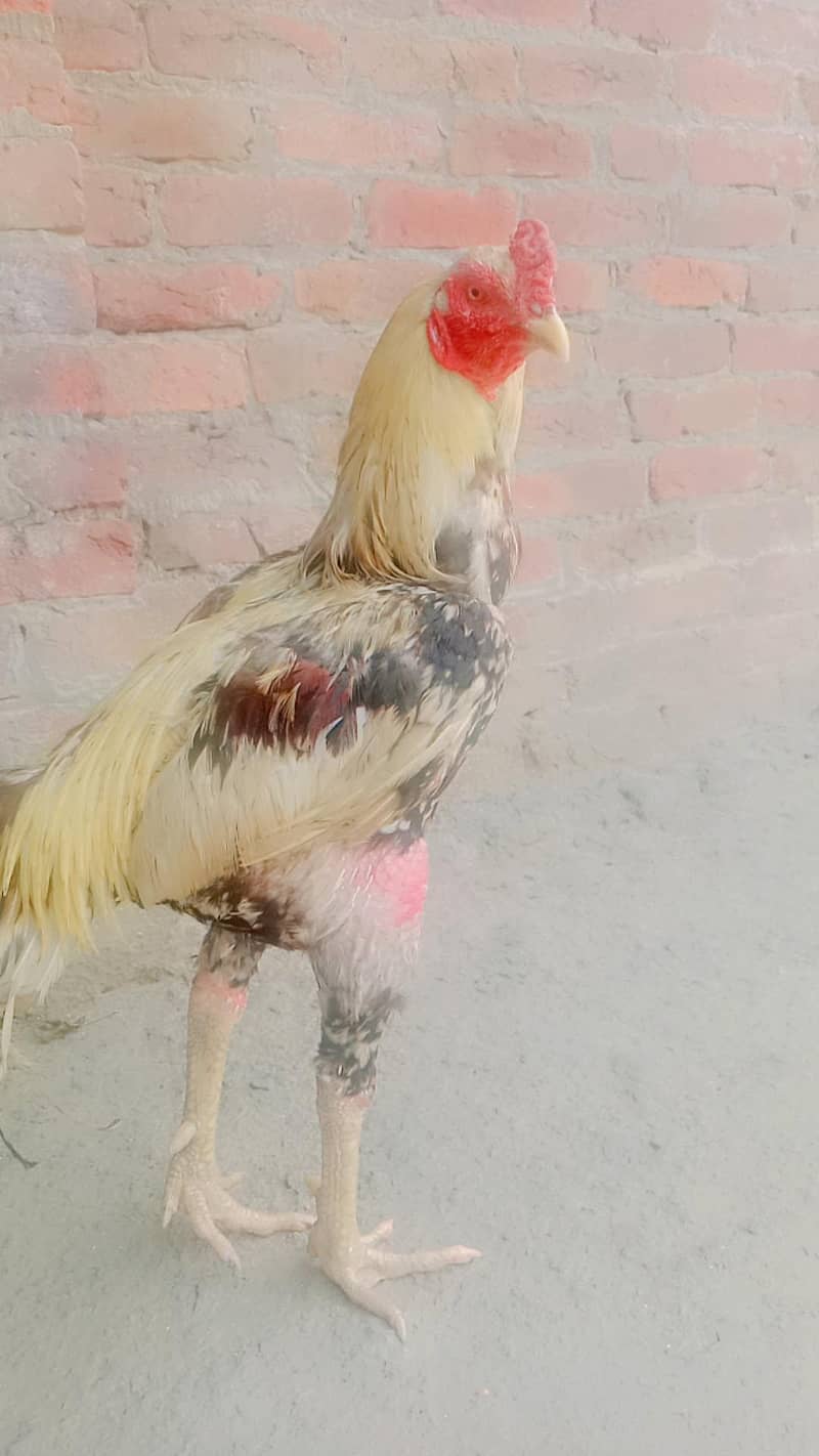 pasrur 0