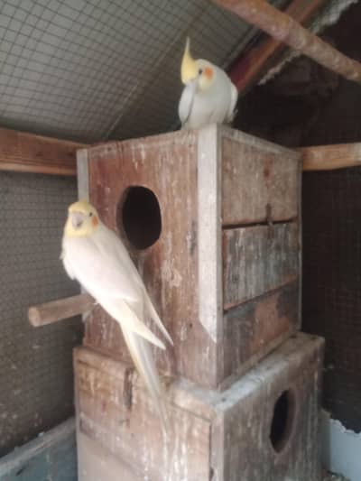 They are a very beautiful pair. In white colour .
