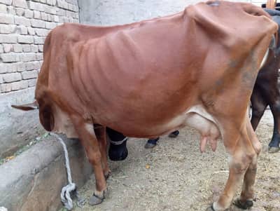3 COWS FOR SALE URGENT
