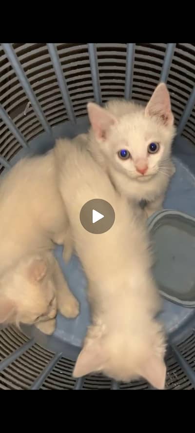 3 male kittens for sale