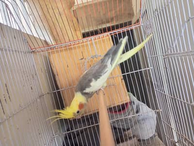 CONFIRM 2 TIMES BREEDER COCKTAIL PAIR FOR SALE  6 EGGS AVERAGE