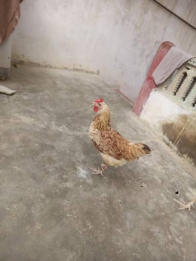 best hen 