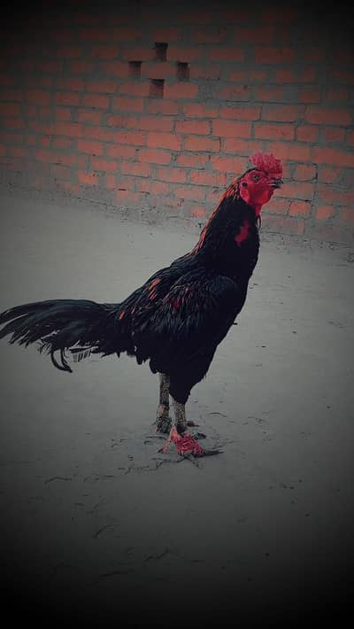 for sale location Gujranwala burmi pakoya
