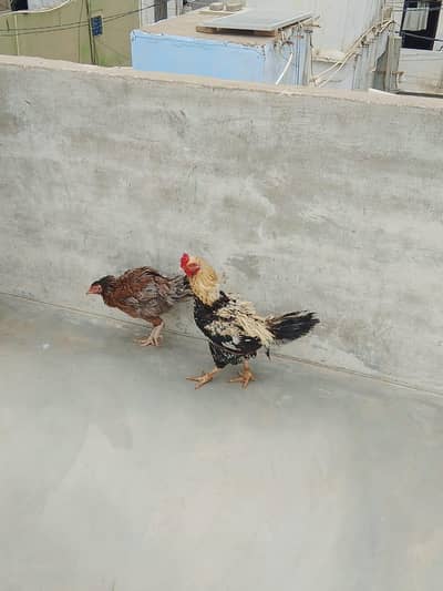 laka hens pair