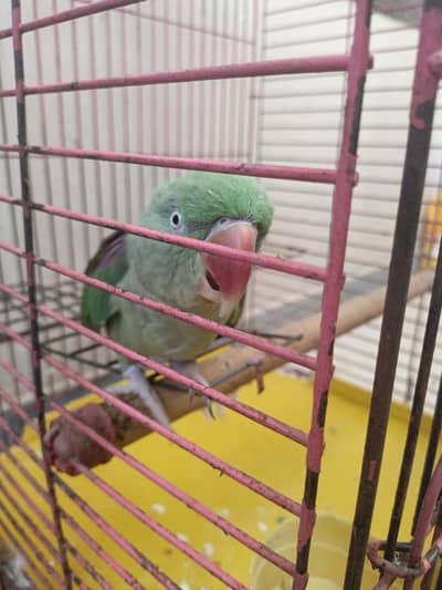1.5 year alexandrine parrot female