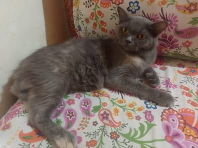 cat four sale