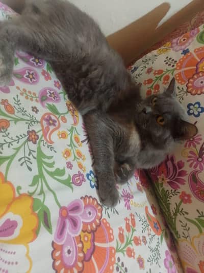 cat four sale