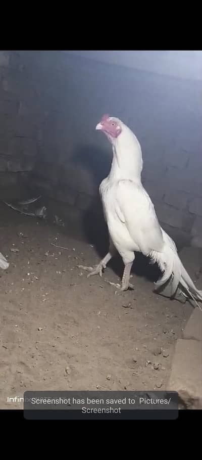 Heera aseel chicks ( homebreed) 55 days old
