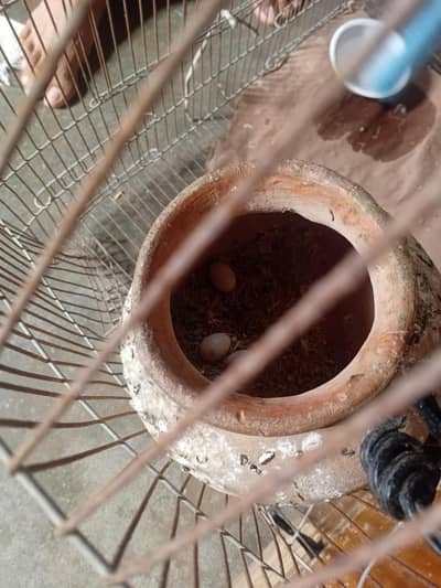 lutino breader pair confirm it