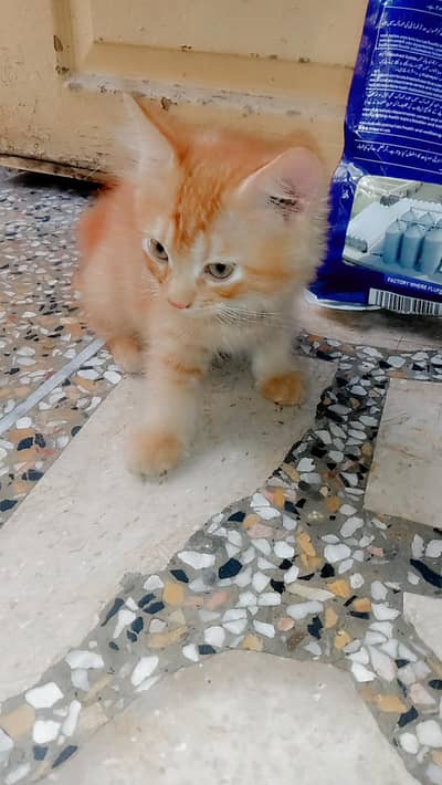 Persian cats