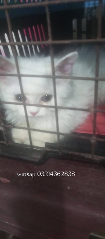 Persian kitten on paid adoption