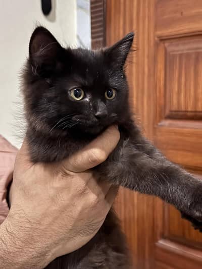 Playful Kitten for Sale