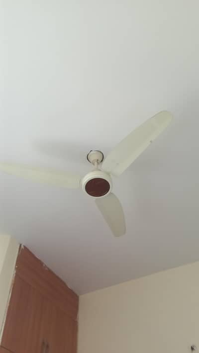 royal fan 56'' passion