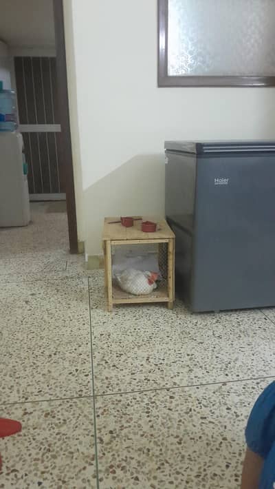 wooden strong hen cage