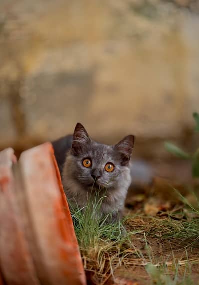 male and female kitten for sale