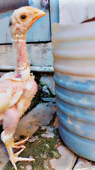 shamo heera  chicks. . . . . . ,