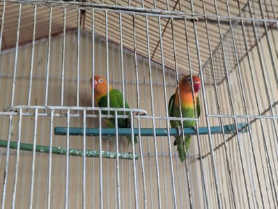 green opaline love birds pair