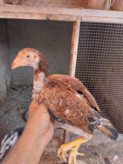Aseel chicks for sale