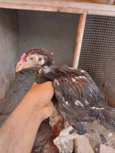 Aseel chicks for sale