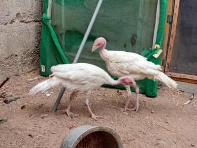 Pure white healthy turkeys available at good price watsapp 03338008967