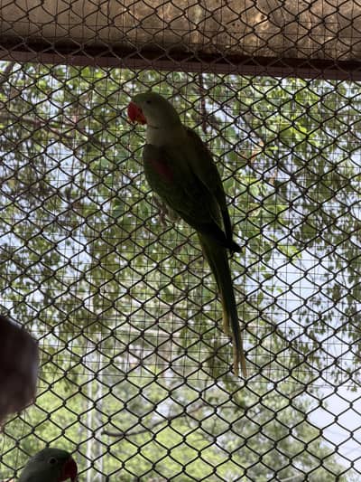 Home-Bred Alexandrian (Raw) Parrots | Healthy Parent-Raised | Good Si