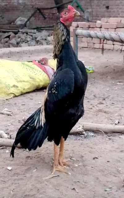 ASEEL MURGHA