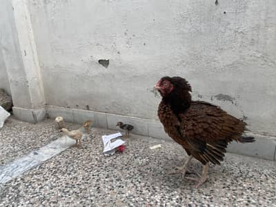 Mianwali Aseel with chicks