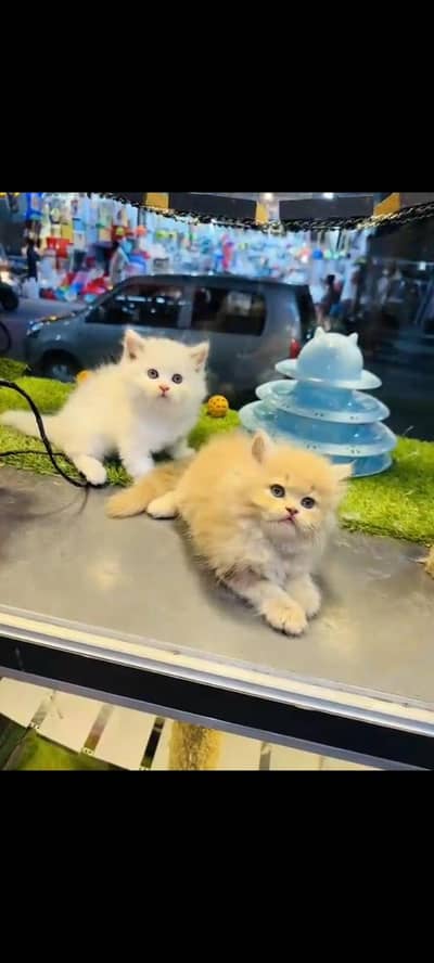 persian cat for sale MywatsapppNumber 0320-19-06-573