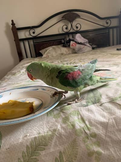 Pahari raw parrot