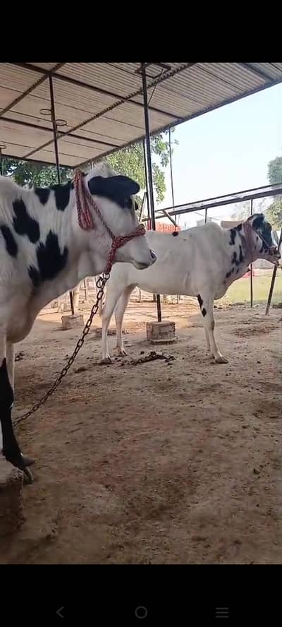 fateh Jangi pregnant cows
