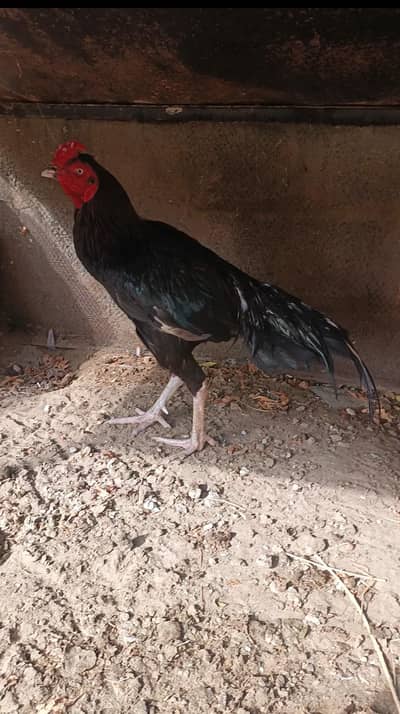 Mianwali aseel murga for sale