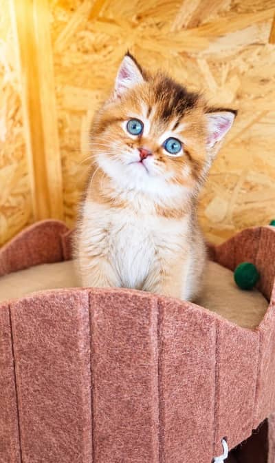 IMPORTED BRITISH SHORTHAIRS / SCOTISH FOLD / MAIN COONS CATS AVAILABLE