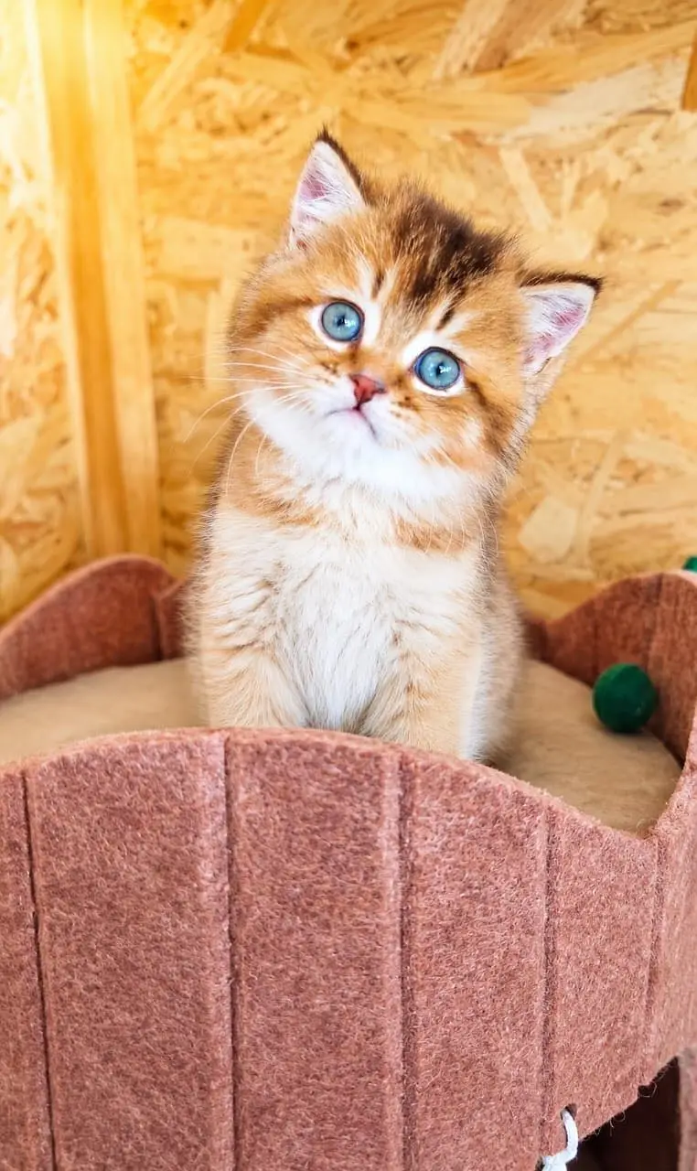IMPORTED BRITISH SHORTHAIRS / SCOTISH FOLD / MAIN COONS CATS AVAILABLE