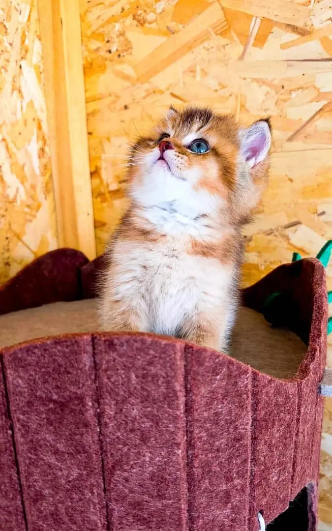 IMPORTED BRITISH SHORTHAIRS / SCOTISH FOLD / MAIN COONS CATS AVAILABLE — photo 2