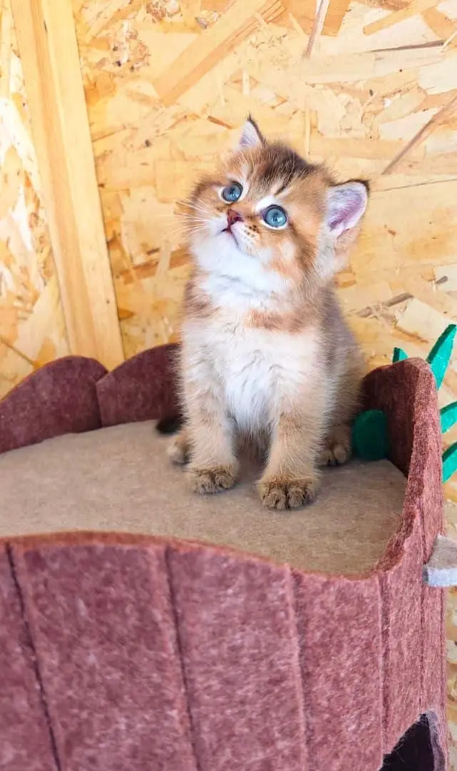IMPORTED BRITISH SHORTHAIRS / SCOTISH FOLD / MAIN COONS CATS AVAILABLE — photo 3
