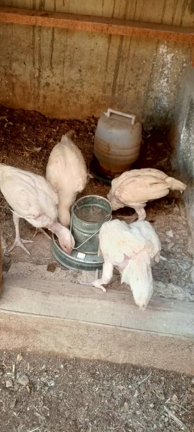 Heera Aseel chicks for sale.