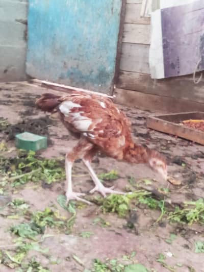 aseel chicks 4 month