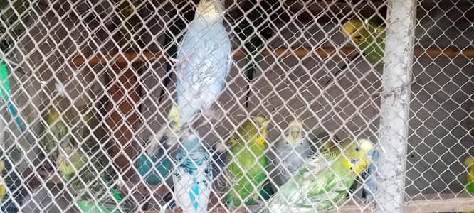 parrots