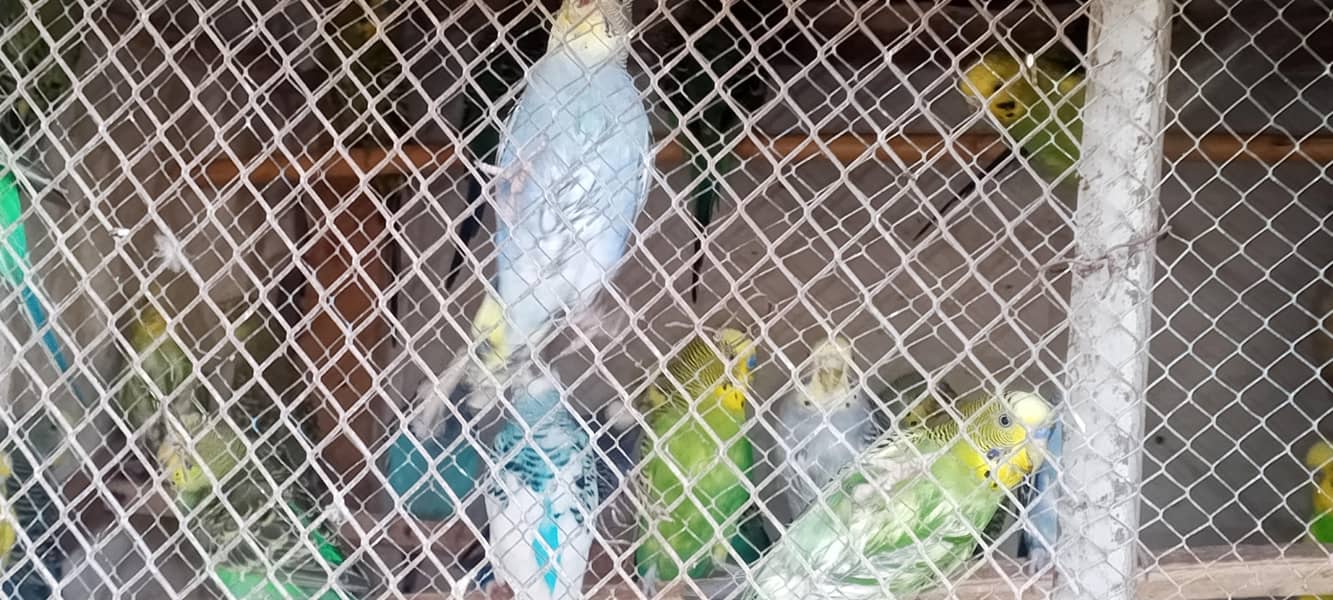 parrots 0