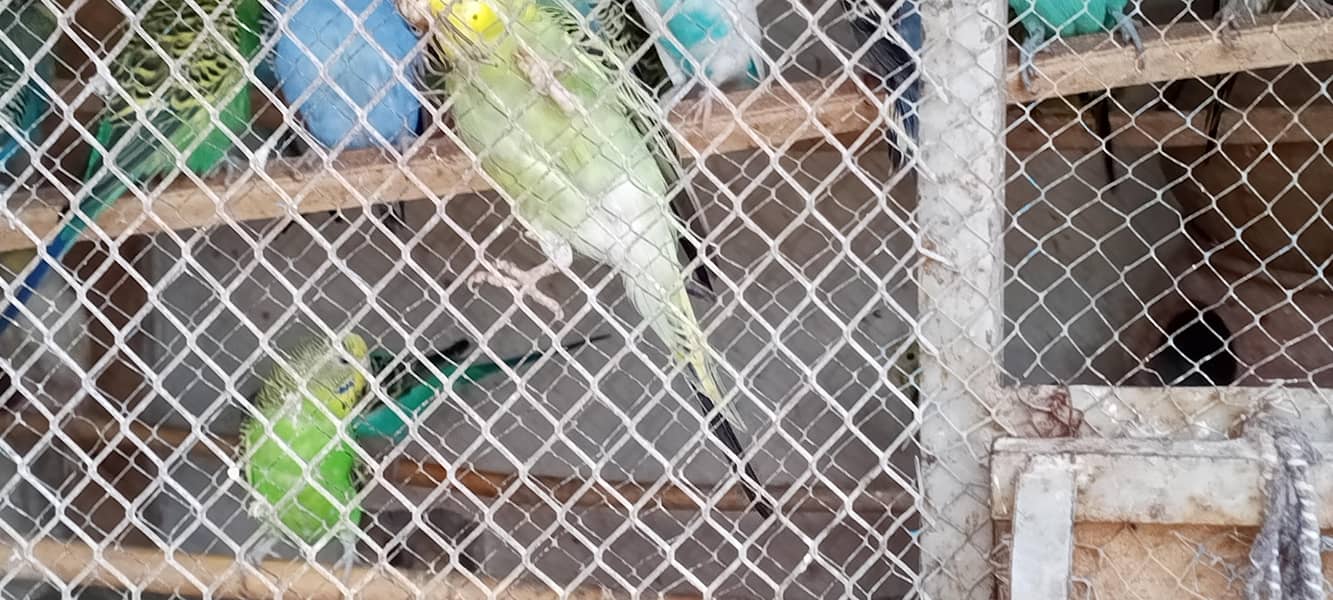 parrots 1