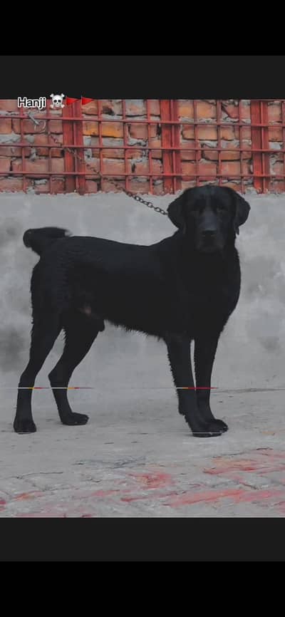 male and female dogs