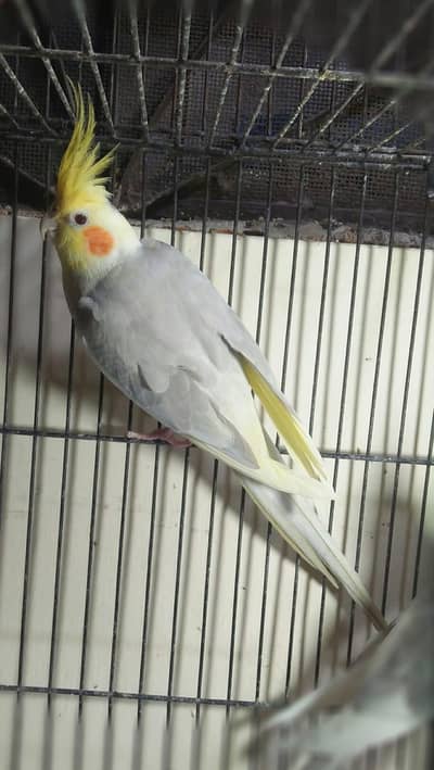 (03091422198) cocktail males