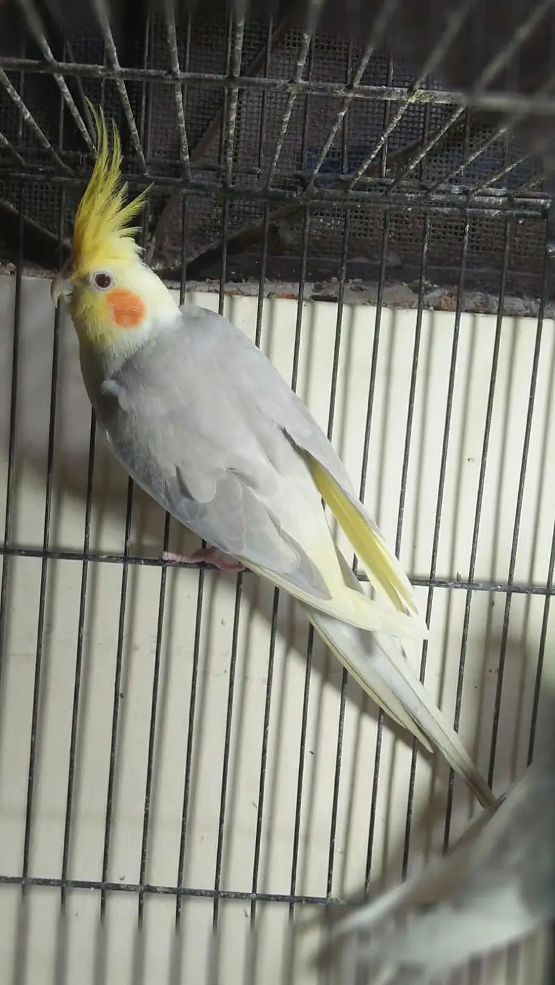 (03091422198) cocktail males