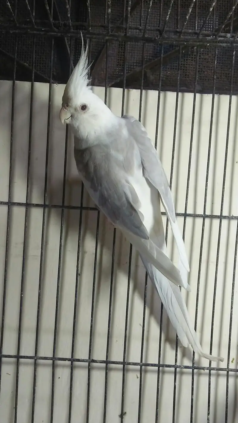 (03091422198) cocktail males — photo 2